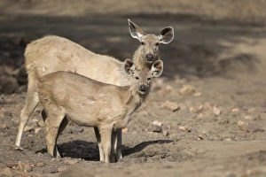 Rajasthan Prints: Sambar (Rusa unicolor) adult female and young