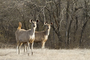 Rajasthan Prints: Sambar (Rusa unicolor) two adult females