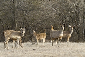 Rajasthan Prints: Sambar (Rusa unicolor) adult females and young