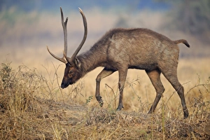 Rajasthan Prints: Sambar (Rusa unicolor) adult male