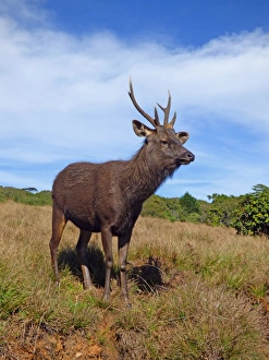 South Asia Prints: Sambar (Rusa unicolor) adult male