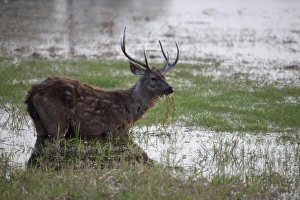 Rajasthan Prints: Sambar (Rusa unicolor) adult male