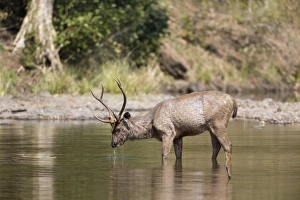 Sambar (Rusa unicolor) adult male, feeding on waterplants, standing in water, Kanha N. P. Madhya Pradesh, India, March
