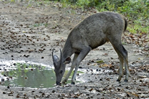 Track Prints: Sambar (Rusa unicolor) immature male