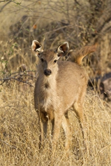 Rajasthan Prints: Sambar (Rusa unicolor) young, standing in grass, Ranthambore N. P. Rajasthan, India, March