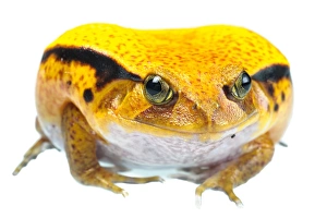 Frog Prints: Sambava Tomato Frog (Dyscophus guineti) subadult