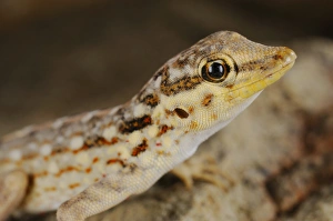 Middle East Prints: Samha Rock Gecko (Pristurus samhaensis) adult