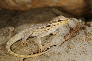 Samha Rock Gecko (Pristurus samhaensis) adult, resting on rock, Samha Island, Socotra Archipelago, Yemen, march