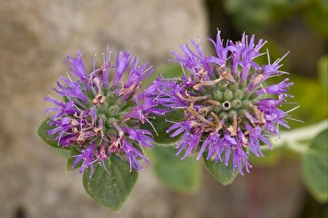 Lamiaceae Prints: San Francisco Coyote Mint (Monardella villosa var)