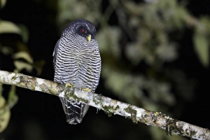 San Isidro Owl (Strix sp. ) Mystery Owl possibly new species or Black-and-white Owl (Strix nigrolineata)