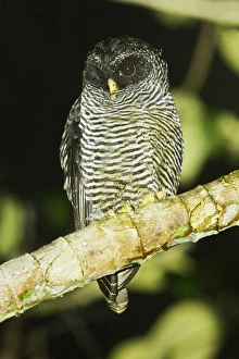 Equatorial Prints: San Isidro Owl (Strix sp. ) Mystery Owl possibly new species or Black-and-white Owl (Strix nigrolineata)
