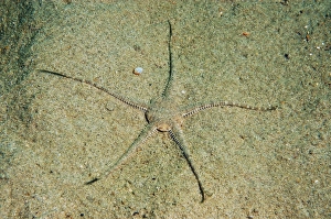 Sand Brittlestar (Ophiura ophiura) adult, on sandy seabed, Worbarrow Bay, Isle of Purbeck, Dorset, England, july
