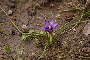 Lesbos Prints: Sand-crocus (Romulea columnae) flowering, Lesvos, Greece, march
