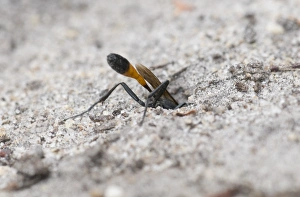 Chamber Prints: Sand Digger Wasp (Ammophila pubescens) adult, backfilling nesting chamber, England