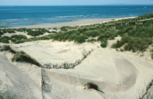 Sand dune blow-out reclamation on coastal dunes, Ynyslas Sand Dunes, Dyfi National Nature Reserve, Ceredigion, Dyfed, Wales