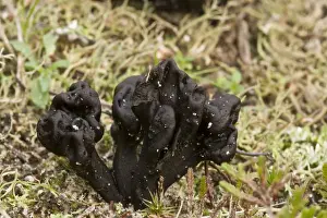 Sand Earth-tongue (Geoglossum arenarium) fruiting bodies, growing on coastal sand dunes, Studland, Isle of Purbeck