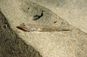Gobies Prints: Sand Goby (Pomatoschistus minutus) adult