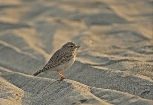 Sand Lark (Calandrella raytal raytal) adult, standing on sandflats, River Lohit, Assam, India, january