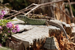 Heathland Prints: Sand Lizard (Lacerta agilis) adult male