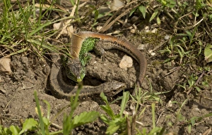 Displays Prints: Sand Lizard (Lacerta agilis) adult pair, courting during breeding season, June