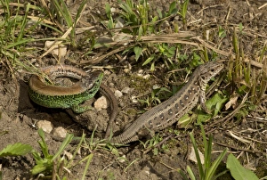 Sand Lizard (Lacerta agilis) adult pair, courting during breeding season, June
