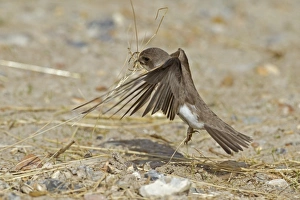 Sand Martin (Riparia riparia) adult, in flight, collecting nest material, Norfolk, England, April