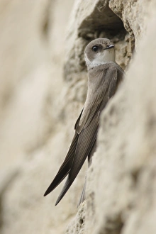 Martins Prints: Sand Martin (Riparia riparia) adult