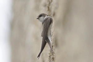 Sand Martin (Riparia riparia) adult, at nesting burrow in artificial sandstone wall nestsite, West Yorkshire, England, may