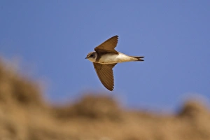 Martins Prints: Sand Martin (Riparia riparia) adult