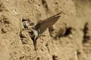 Sand Martin (Riparia riparia) adult feeding chick, at nesthole entrance in sandbank, River Dove, Staffordshire