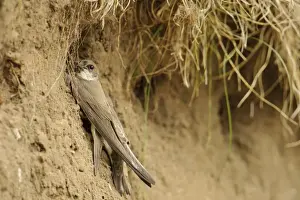 Parent Prints: Sand Martin (Riparia riparia) adult feeding chicks