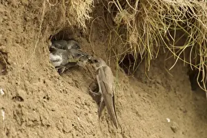 Sand Martin (Riparia riparia) adult feeding chicks, at nesthole entrance in sandbank, River Dove, Staffordshire