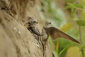 Sand Martin (Riparia riparia) adult feeding chicks, at nesthole entrance in sandbank, River Dove, Staffordshire