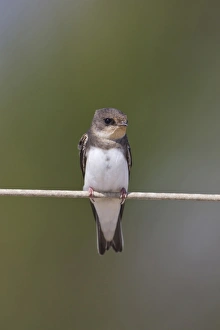 Sand Martin (Riparia riparia) adult male, perched on wire, Minsmere RSPB Reserve, Suffolk, England, june