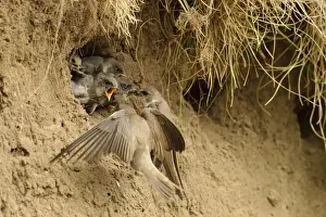 Parent Prints: Sand Martin (Riparia riparia) adult pair feeding chicks
