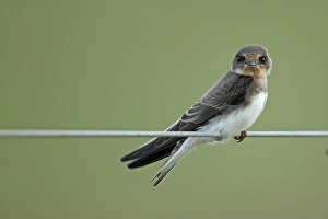Martins Prints: Sand Martin (Riparia riparia) juvenile