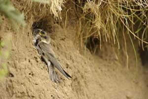 Sand Prints: Sand Martin (Riparia riparia) juvenile and chicks