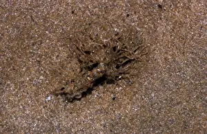 Bristleworms Prints: Sand Mason Worm (Lanice conchilega) Frilled top of a tube protroding from sand / Padstow