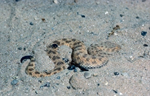 Viper Prints: Sand Viper (Cerastes vipera) Embedding into sand