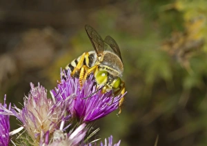 Iberia Prints: Sand Wasp (Bembix rostrata) adult, feeding on thistle flower, Castilla y Leon, Spain, May