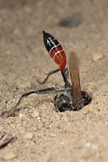 Burrow Prints: Sand Wasp (Sphex albisectus) adult female