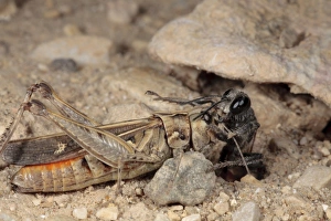 Sand Wasp (Sphex albisectus) adult female, dragging paralysed grasshopper prey into nesting burrow