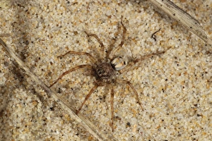 Sandy Prints: Sand Wolfspider (Arctosa perita) adult