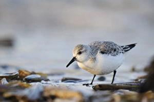Sanderling (Calidris alba) adult, non-breeding plumage, feeding amongst razorshells washed up by surf on beach