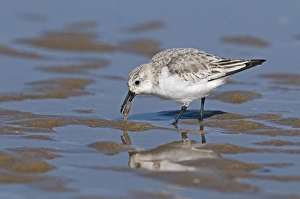 Sanderlings Prints: Sanderling (Calidris alba) adult, winter plumage, feeding on prawn, England
