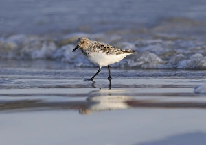 Finnmark Prints: Sanderling (Calidris alba) adult