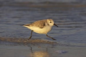 Sanderling (Calidris alba) adult, winter plumage, running along shore, Fort de Soto, Florida, U. S. A