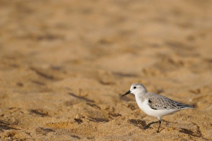 Sanderling (Calidris alba) adult, winter plumage, walking on sand, Morocco, january