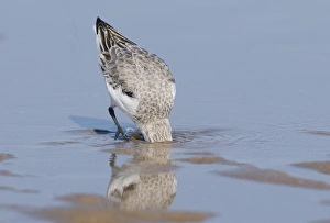 Sanderling (Calidris alba) adult, winter plumage, probing for food with head submerged in water, England