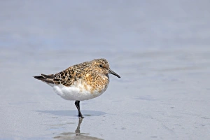 Sanderling (Calidris alba) adult, breeding plumage, standing in shallow water on beach, Mainland, Shetland Islands, Scotland